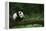 Giant Panda in the Forest-DLILLC-Framed Premier Image Canvas