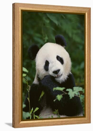 Giant Panda in the Forest-DLILLC-Framed Premier Image Canvas