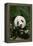 Giant Panda in the Forest-DLILLC-Framed Premier Image Canvas