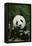 Giant Panda in the Forest-DLILLC-Framed Premier Image Canvas