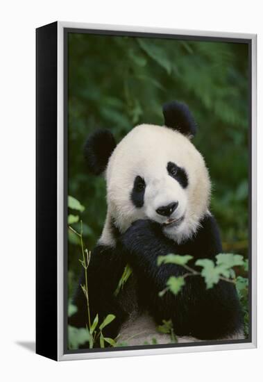 Giant Panda in the Forest-DLILLC-Framed Premier Image Canvas