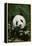 Giant Panda in the Forest-DLILLC-Framed Premier Image Canvas