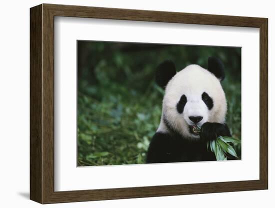 Giant Panda in the Forest-DLILLC-Framed Photographic Print