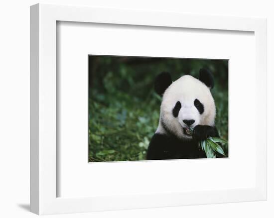 Giant Panda in the Forest-DLILLC-Framed Photographic Print