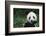 Giant Panda in the Forest-DLILLC-Framed Photographic Print