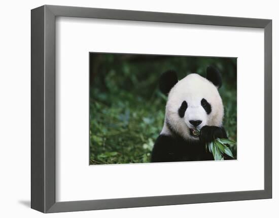 Giant Panda in the Forest-DLILLC-Framed Photographic Print