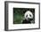 Giant Panda in the Forest-DLILLC-Framed Photographic Print