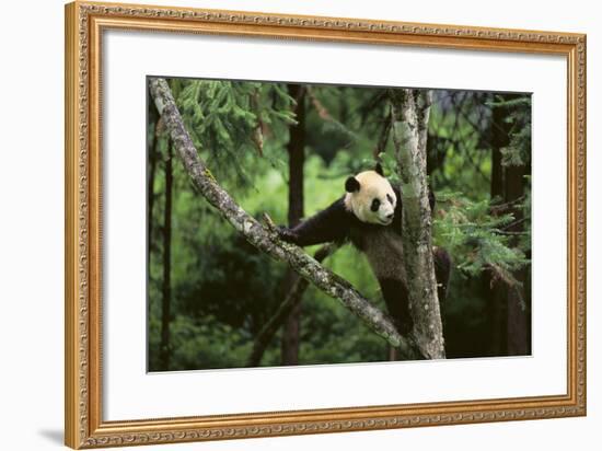 Giant Panda in the Forest-DLILLC-Framed Photographic Print