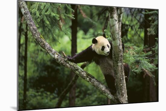 Giant Panda in the Forest-DLILLC-Mounted Photographic Print