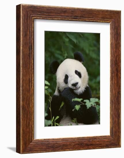 Giant Panda in the Forest-DLILLC-Framed Photographic Print