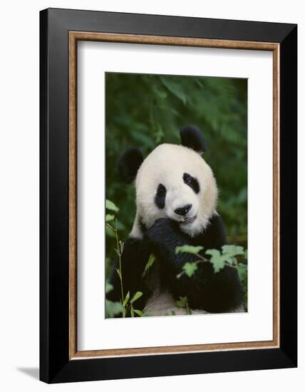 Giant Panda in the Forest-DLILLC-Framed Photographic Print