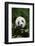 Giant Panda in the Forest-DLILLC-Framed Photographic Print