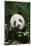 Giant Panda in the Forest-DLILLC-Mounted Photographic Print