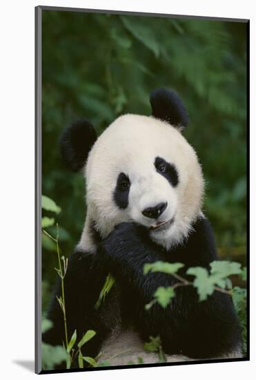 Giant Panda in the Forest-DLILLC-Mounted Photographic Print