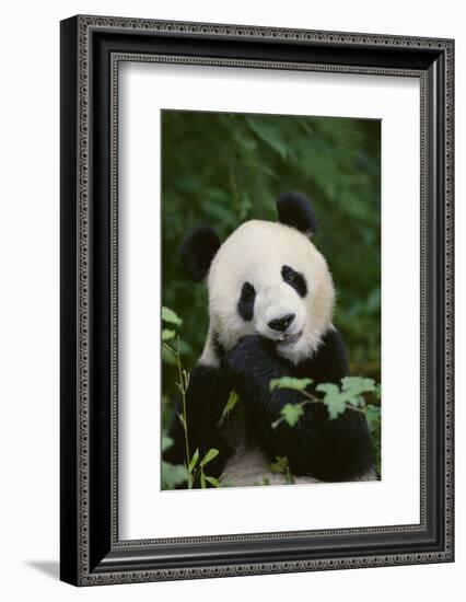 Giant Panda in the Forest-DLILLC-Framed Photographic Print