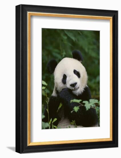 Giant Panda in the Forest-DLILLC-Framed Photographic Print