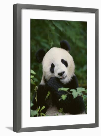 Giant Panda in the Forest-DLILLC-Framed Photographic Print