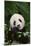 Giant Panda in the Forest-DLILLC-Mounted Photographic Print