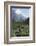 Giant Panda in the Forest-DLILLC-Framed Photographic Print