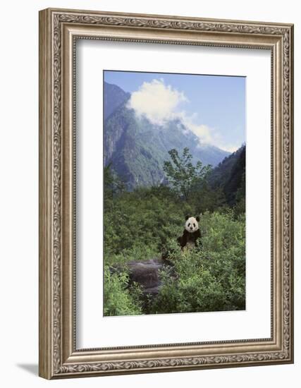 Giant Panda in the Forest-DLILLC-Framed Photographic Print