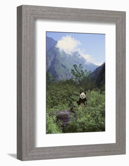 Giant Panda in the Forest-DLILLC-Framed Photographic Print