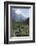 Giant Panda in the Forest-DLILLC-Framed Photographic Print