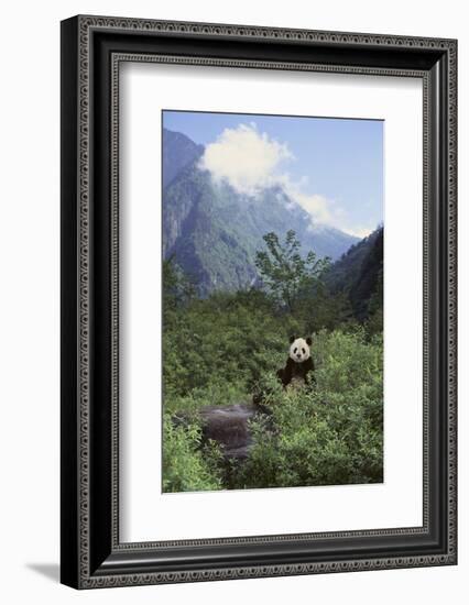 Giant Panda in the Forest-DLILLC-Framed Photographic Print