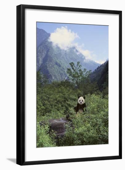 Giant Panda in the Forest-DLILLC-Framed Photographic Print