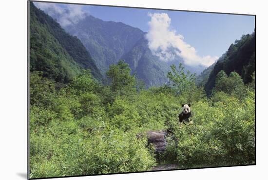 Giant Panda in the Forest-DLILLC-Mounted Photographic Print