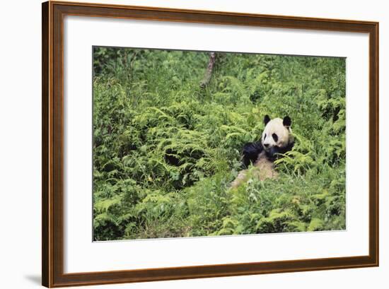 Giant Panda in the Forest-DLILLC-Framed Photographic Print