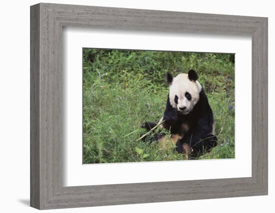 Giant Panda in the Forest-DLILLC-Framed Photographic Print