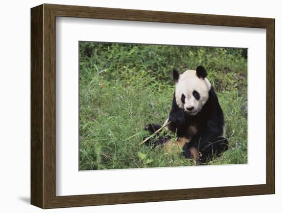 Giant Panda in the Forest-DLILLC-Framed Photographic Print