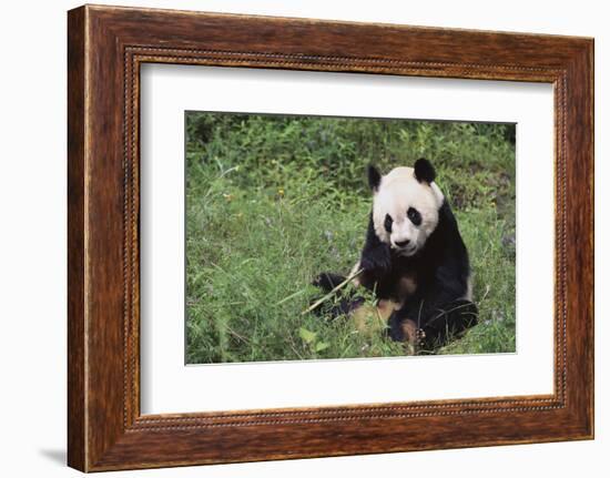 Giant Panda in the Forest-DLILLC-Framed Photographic Print