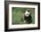 Giant Panda in the Forest-DLILLC-Framed Photographic Print