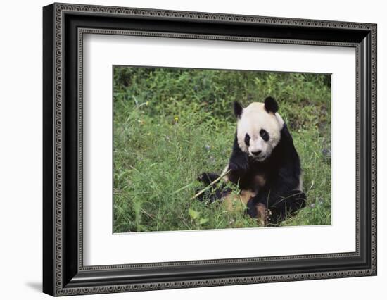 Giant Panda in the Forest-DLILLC-Framed Photographic Print