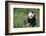 Giant Panda in the Forest-DLILLC-Framed Photographic Print