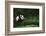 Giant Panda in the Forest-DLILLC-Framed Photographic Print