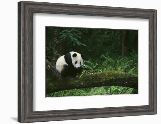 Giant Panda in the Forest-DLILLC-Framed Photographic Print