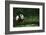 Giant Panda in the Forest-DLILLC-Framed Photographic Print