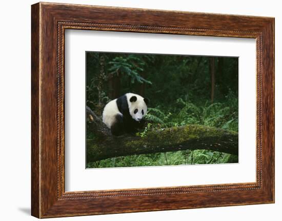 Giant Panda in the Forest-DLILLC-Framed Photographic Print