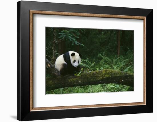 Giant Panda in the Forest-DLILLC-Framed Photographic Print