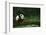 Giant Panda in the Forest-DLILLC-Framed Photographic Print