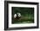 Giant Panda in the Forest-DLILLC-Framed Photographic Print