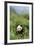 Giant Panda in the Forest-DLILLC-Framed Photographic Print