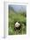 Giant Panda in the Forest-DLILLC-Framed Photographic Print