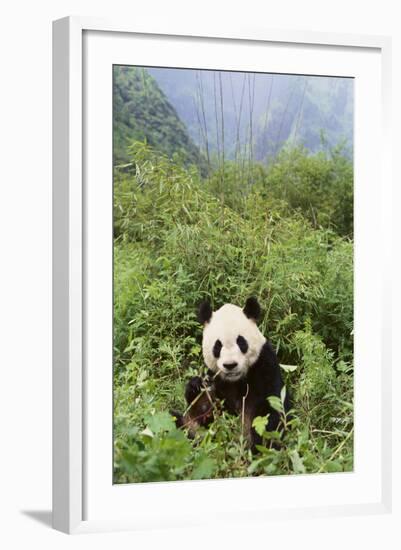 Giant Panda in the Forest-DLILLC-Framed Photographic Print