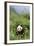 Giant Panda in the Forest-DLILLC-Framed Photographic Print