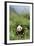 Giant Panda in the Forest-DLILLC-Framed Photographic Print