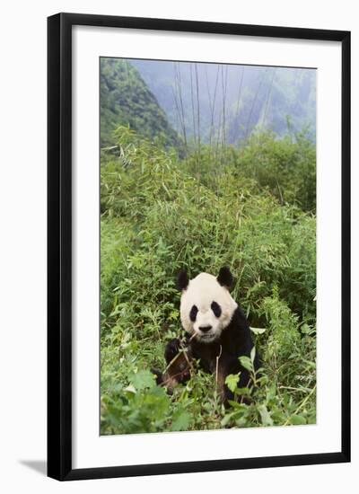 Giant Panda in the Forest-DLILLC-Framed Photographic Print