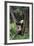 Giant Panda in the Forest-DLILLC-Framed Photographic Print